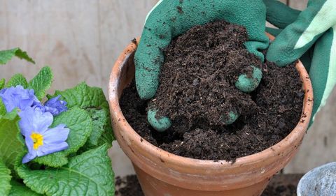 Horticultural peat and potting compost