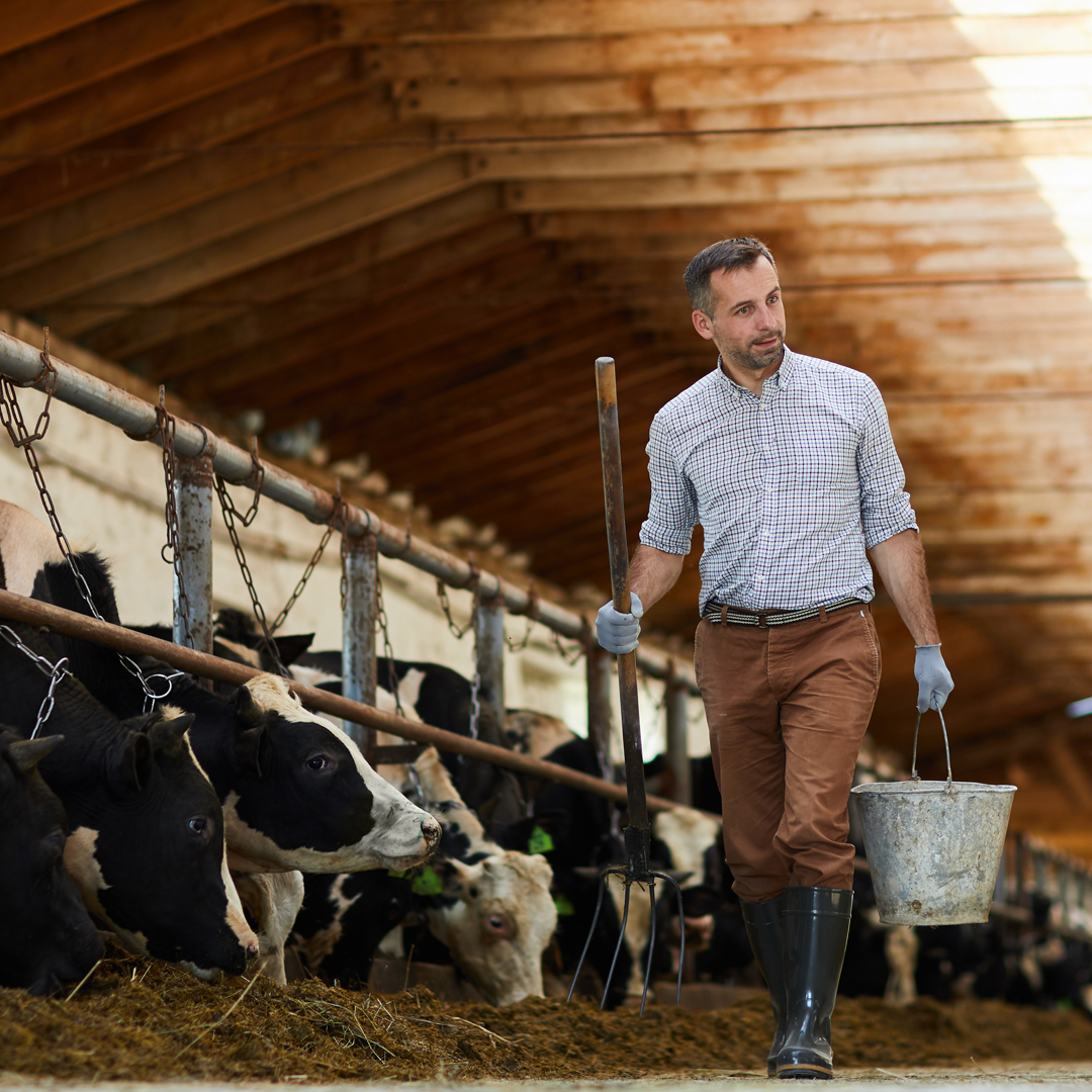 A man is feeding cows in a barn while holding a bucket.