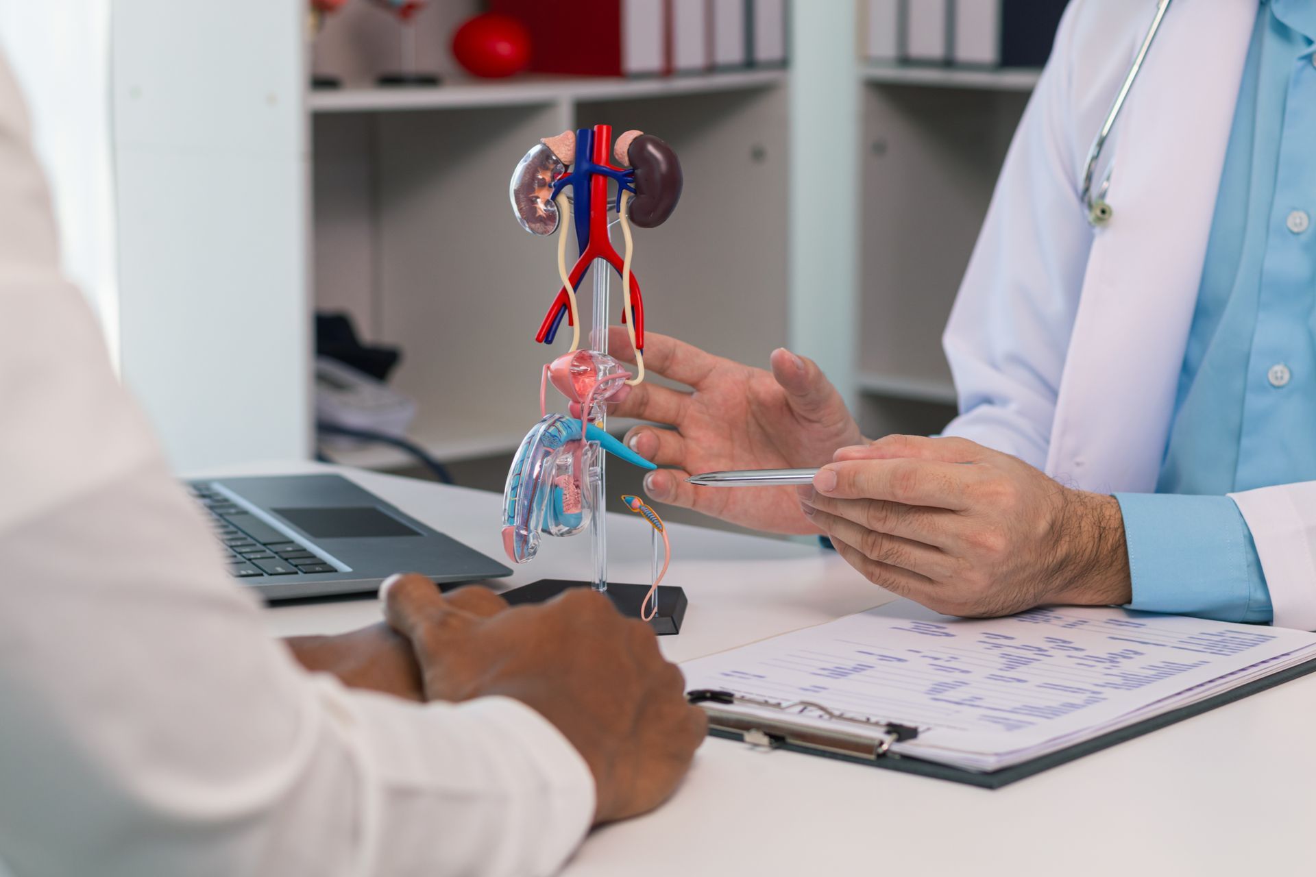 A doctor is talking to a patient while holding a model of kidneys.