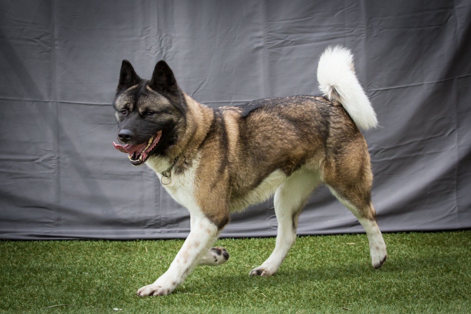 Dogs For Adoption in Sheffield The Cliffe Kennels