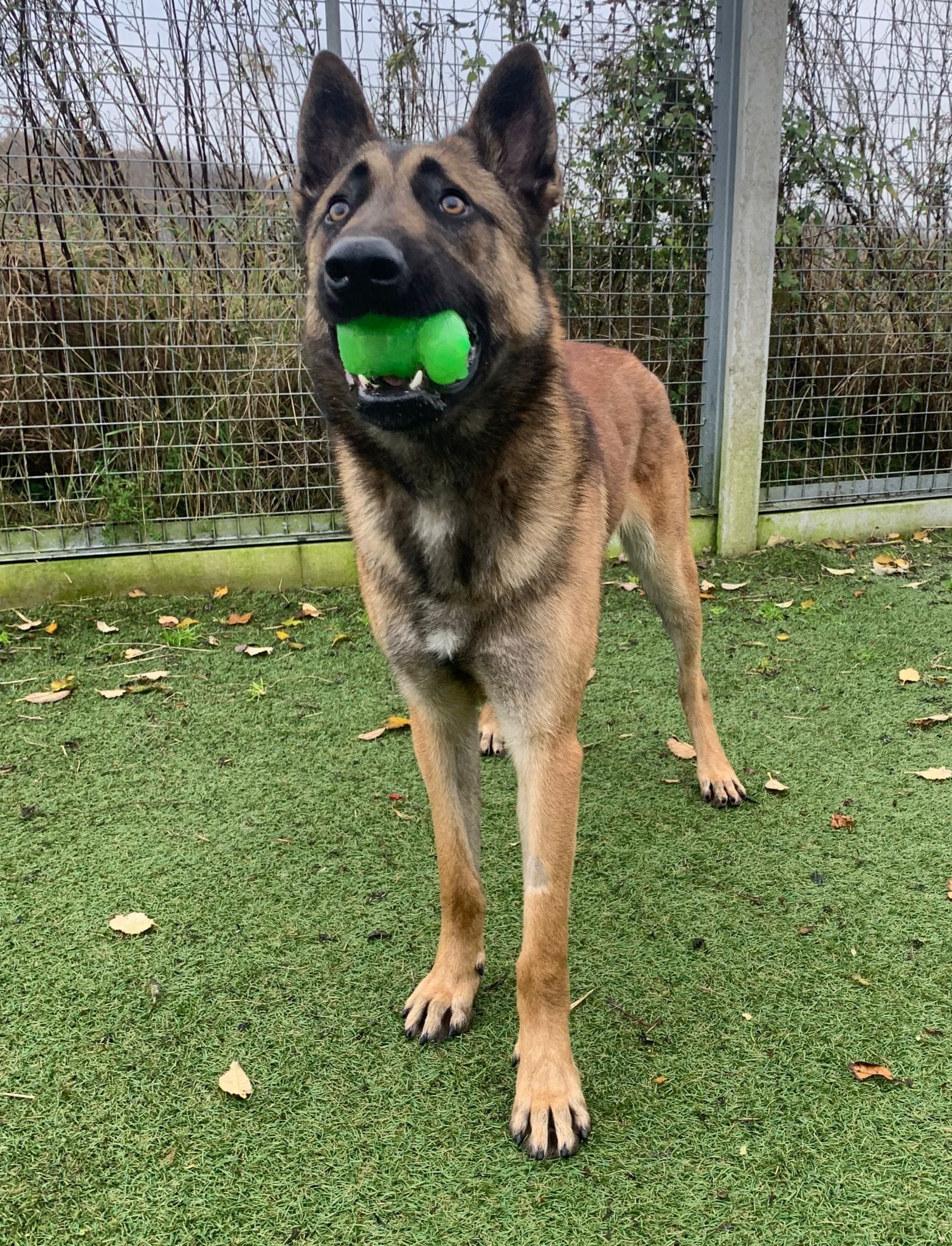 Dogs For Adoption In Sheffield | The Cliffe Kennels