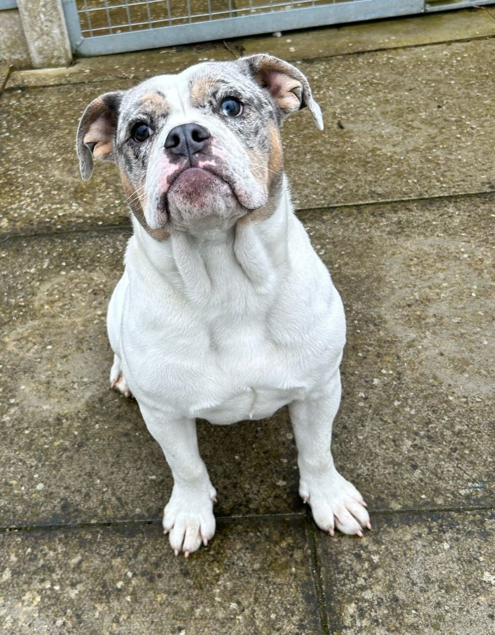 Dogs For Adoption in Sheffield | The Cliffe Kennels