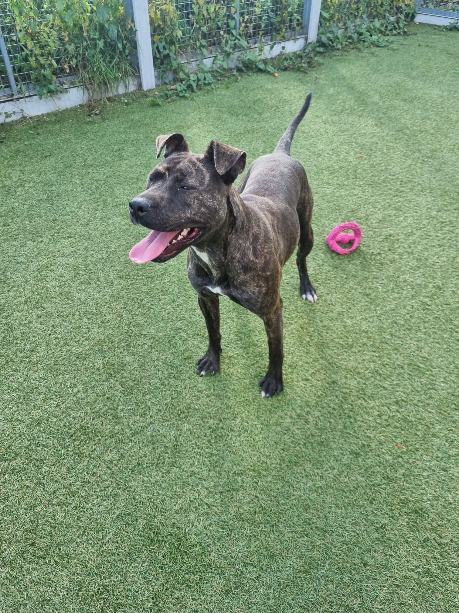 Dogs For Adoption In Sheffield | The Cliffe Kennels