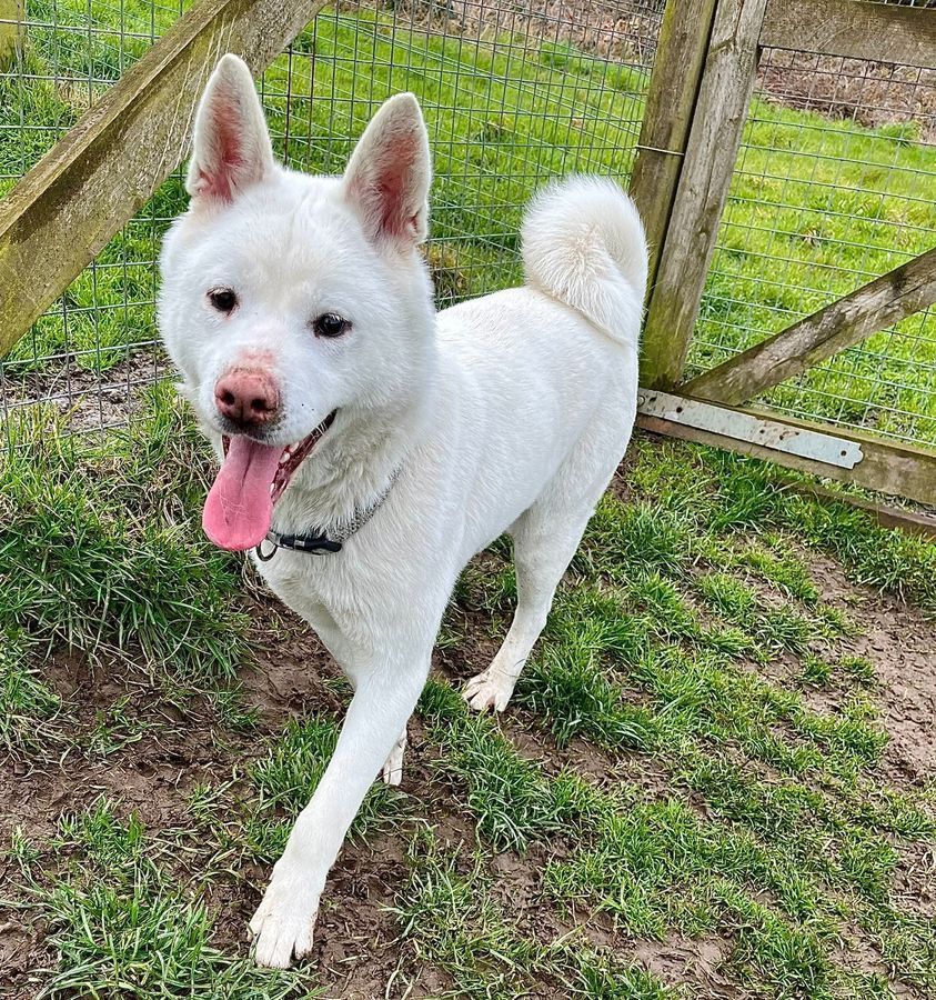 Dogs For Adoption in Sheffield The Cliffe Kennels