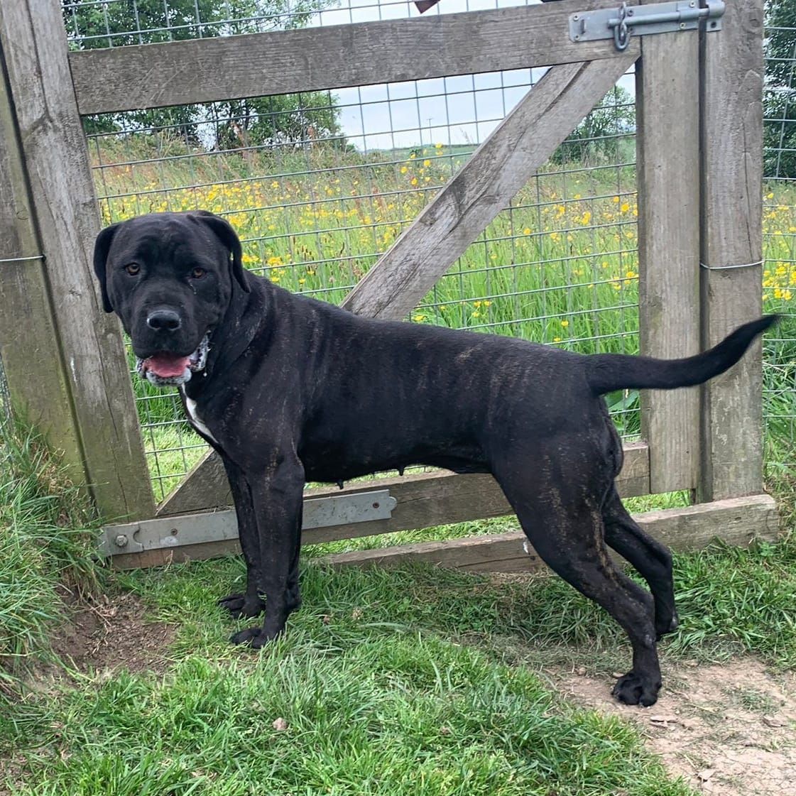 Dogs For Adoption In Sheffield The Cliffe Kennels Dogs For Adoption In Sheffield The Cliffe Kennels