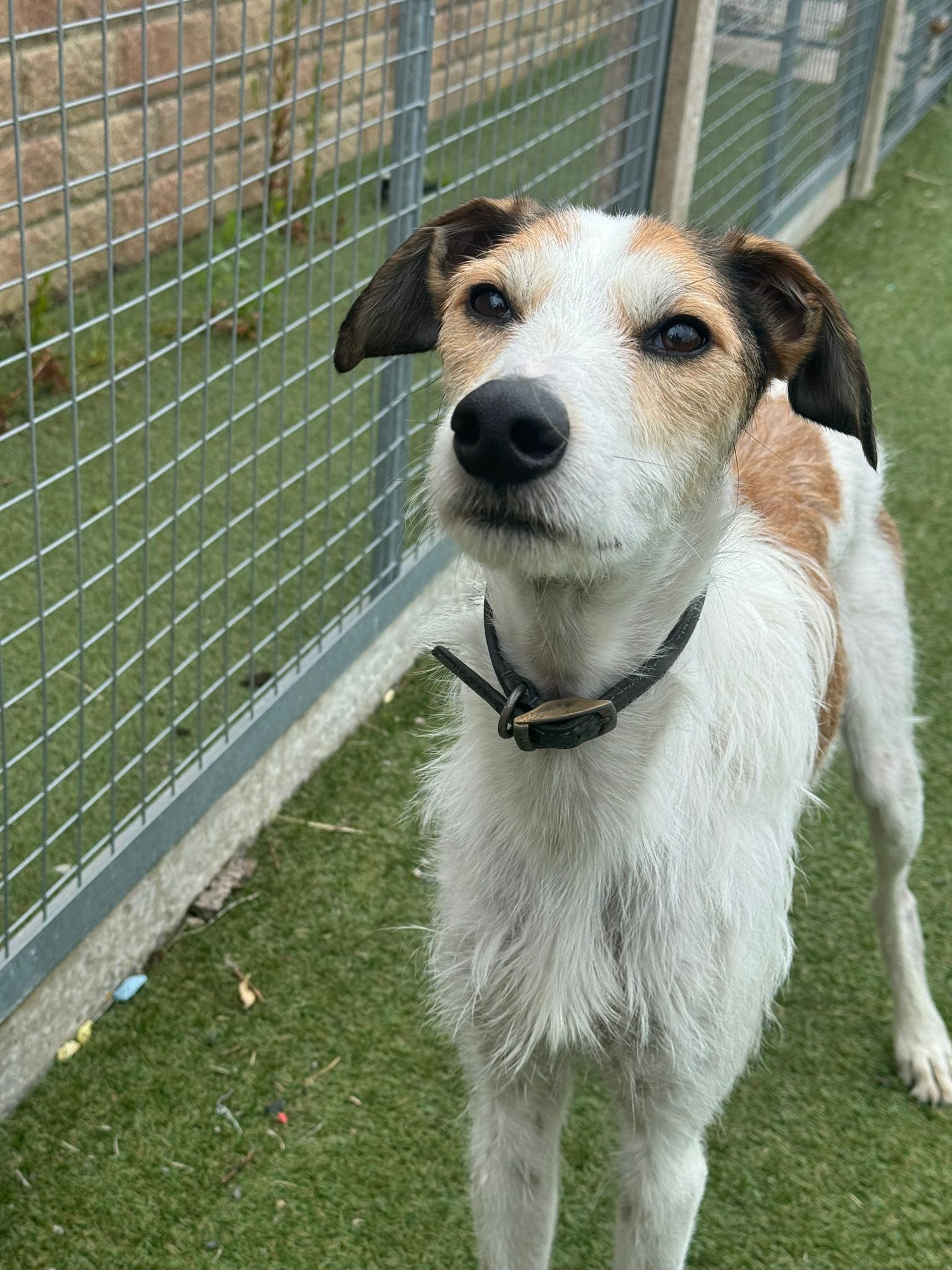 Dogs For Adoption In Sheffield The Cliffe Kennels Dogs For Adoption In Sheffield The Cliffe Kennels