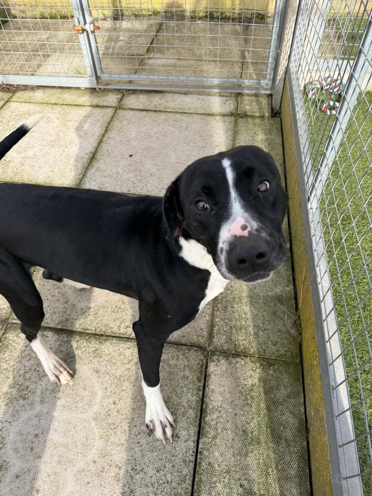 Dogs For Adoption In Barnsley And Sheffield The Cliffe Kennels Dogs For Adoption In Barnsley And Sheffield The Cliffe Kennels