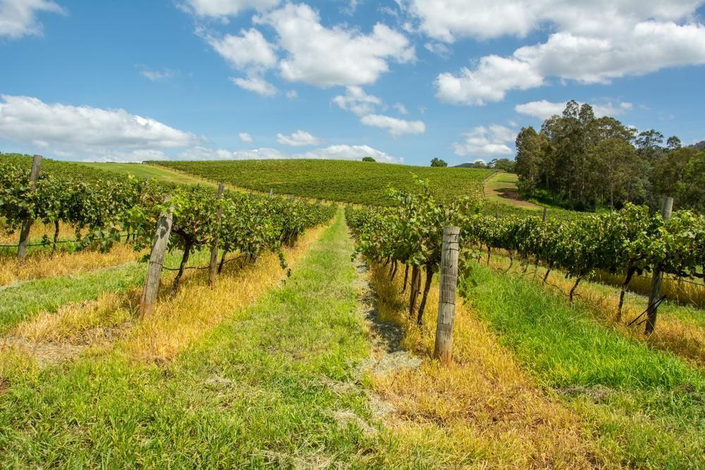 Row of Vines Growing in a Vineyard on a Sunny Day — KeyBay in Mittagong, NSW