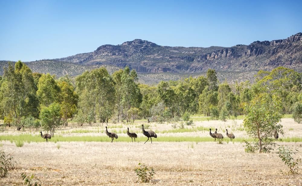 Herd of Emu Walking in a Field — KeyBay in Picton, NSW
