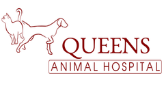 Best Veterinarian in Queens| Queens Animal Hospital-NYC Veterinarians