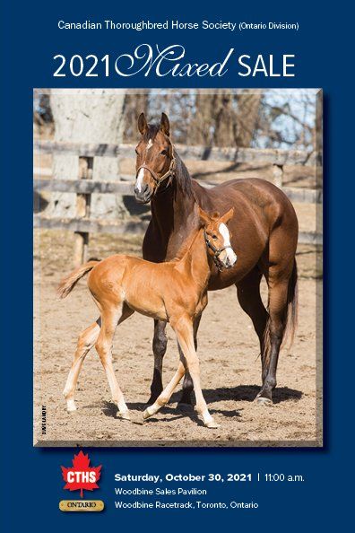 A horse and a foal are standing next to each other in a field.