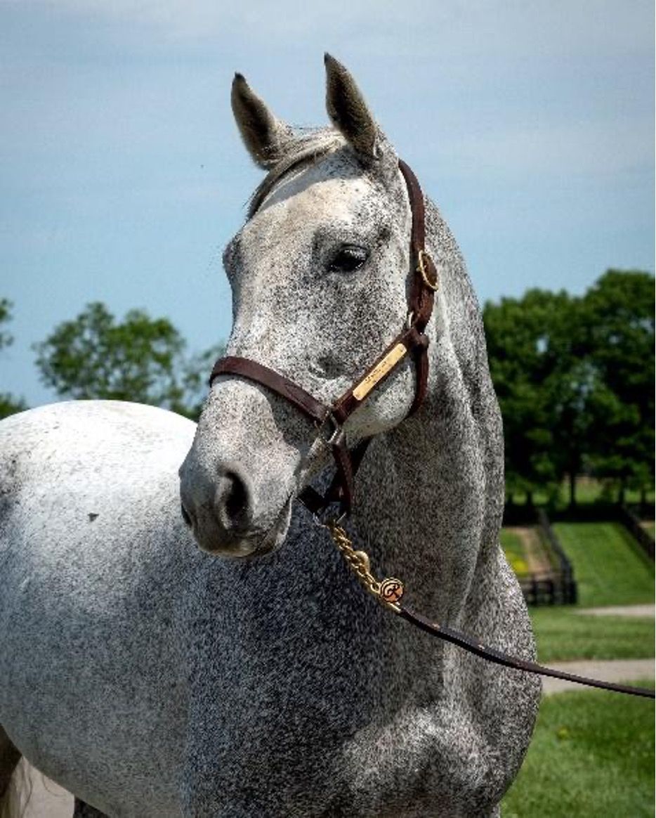 A close up of a horse wearing a brown bridle