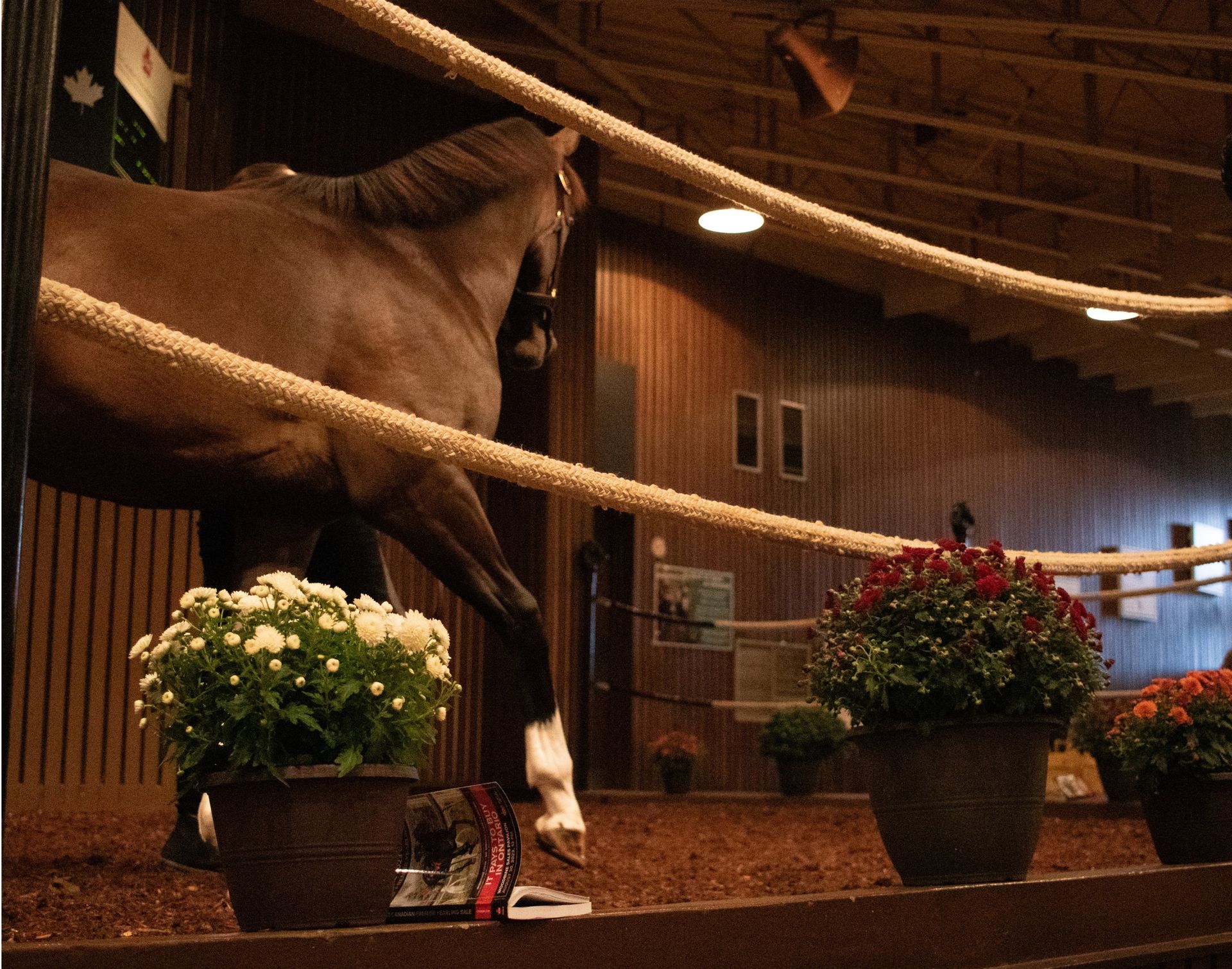 A horse in a stable with potted flowers in front of it