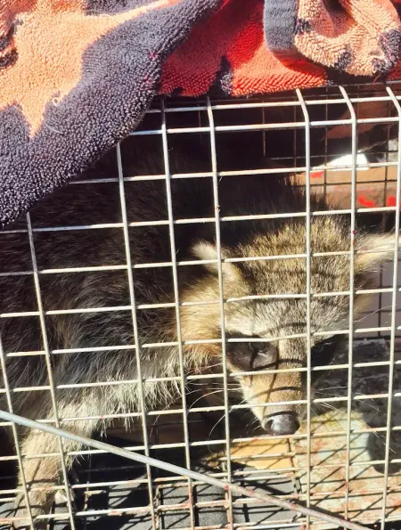 A raccoon sits inside a wire cage, partially covered by a patterned blanket.