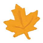 A yellow maple leaf on a white background.