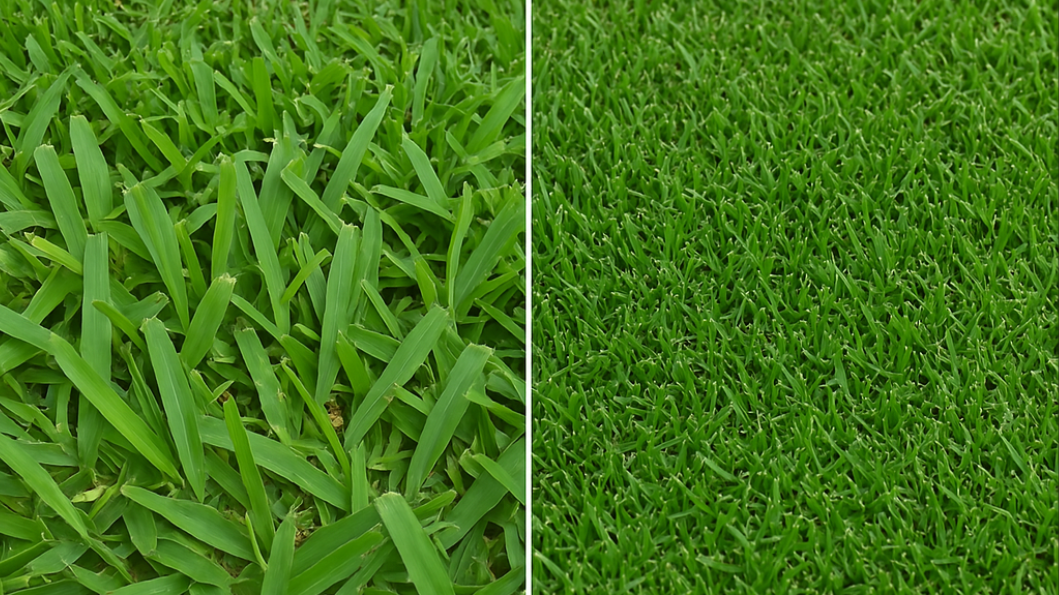 A close up of a lawn and a close up of a lawn.