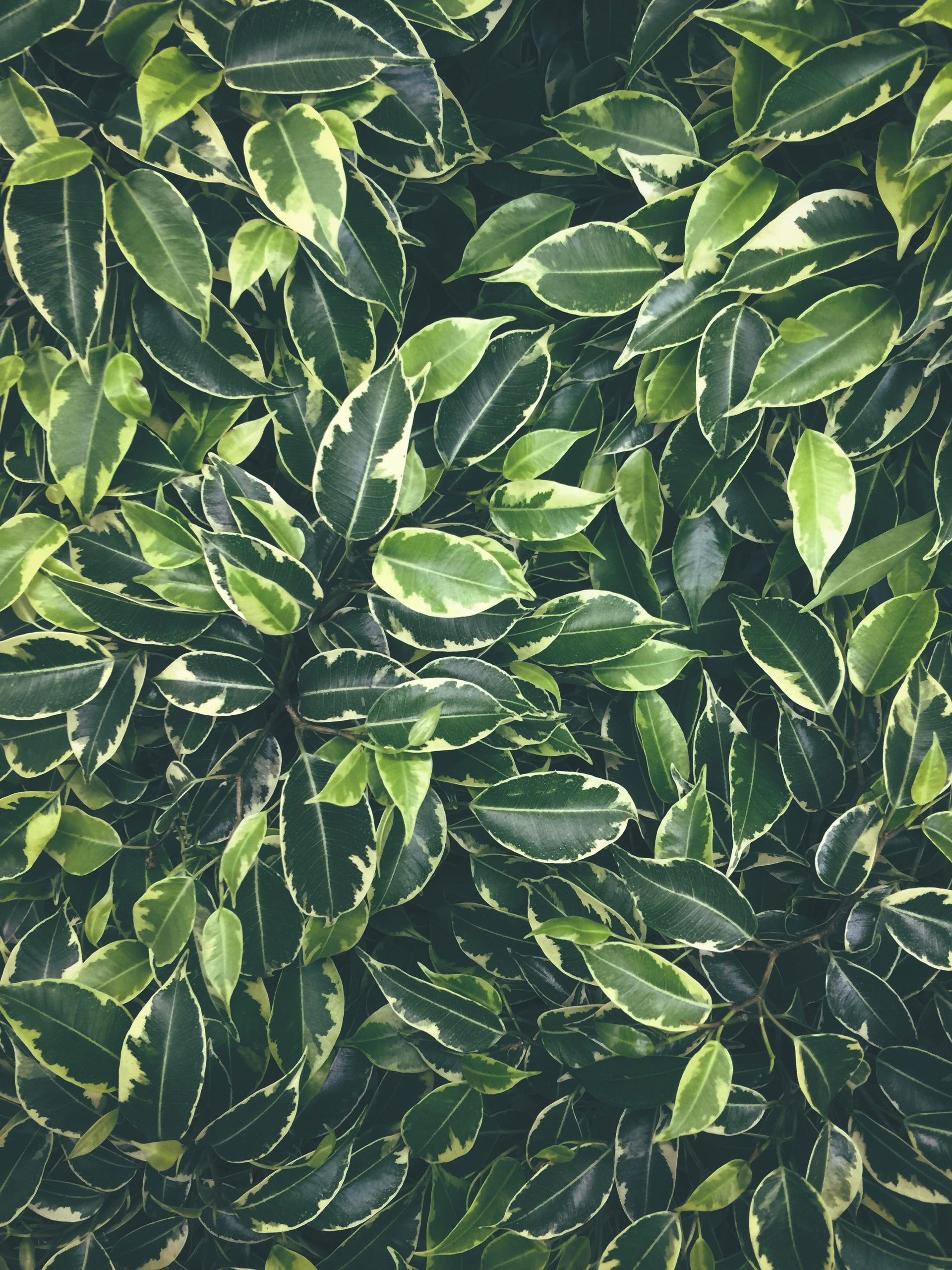A close up of a plant with green and white leaves