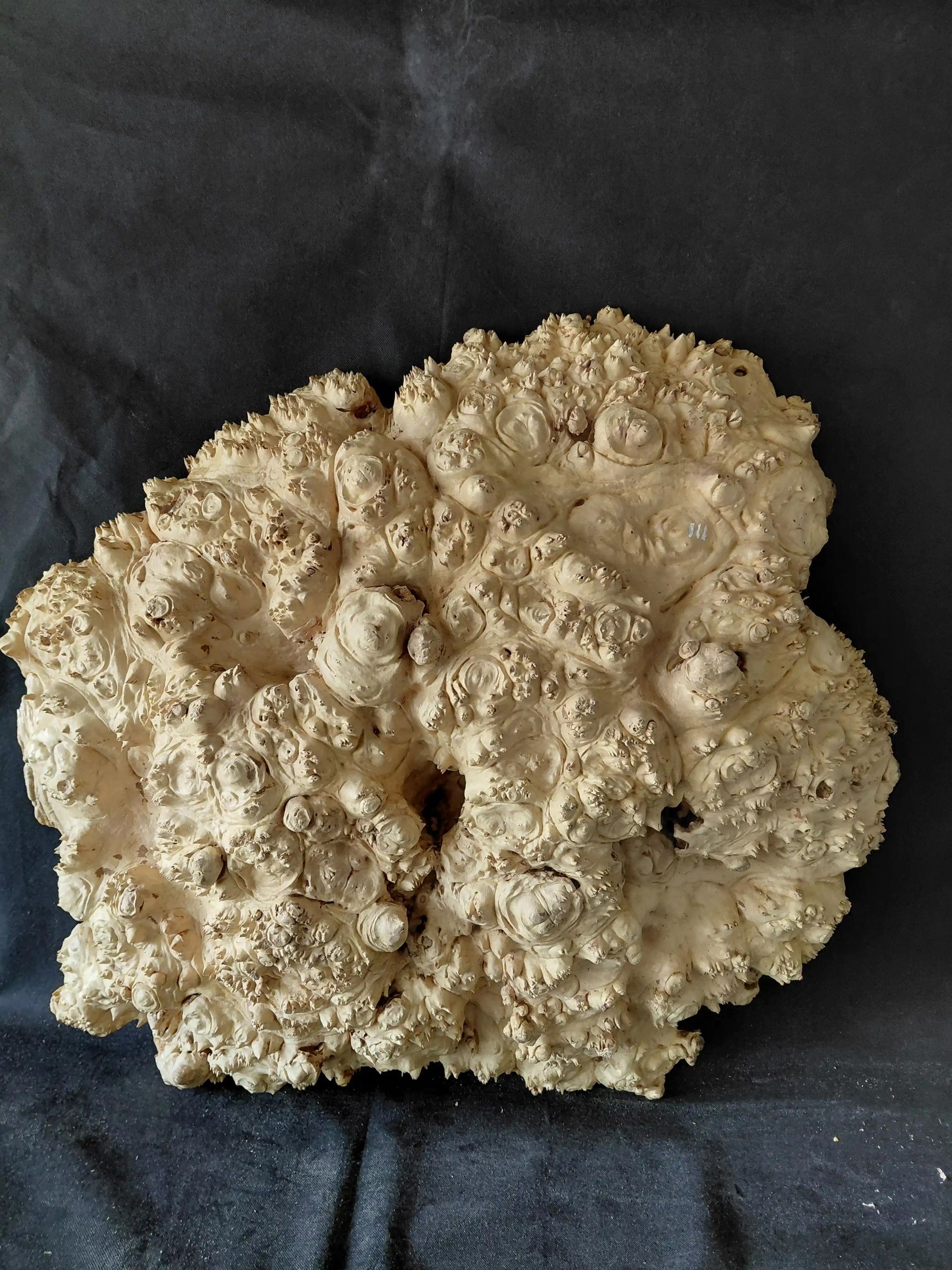 Maple Burl Cap Flat Surface 
31