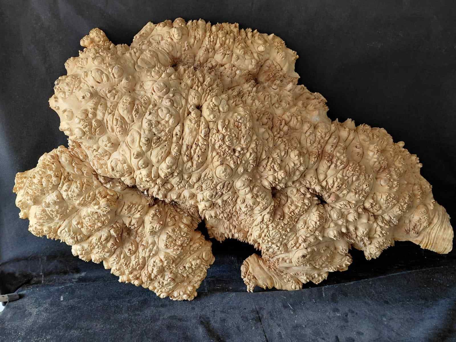 Maple Burl Cap 
Not Truly Flat Surface 
42