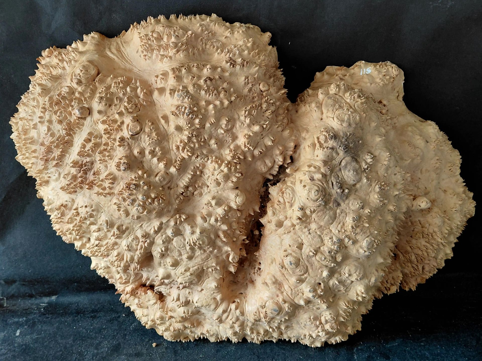 Maple Burl Cap 
Flat Surface 
35