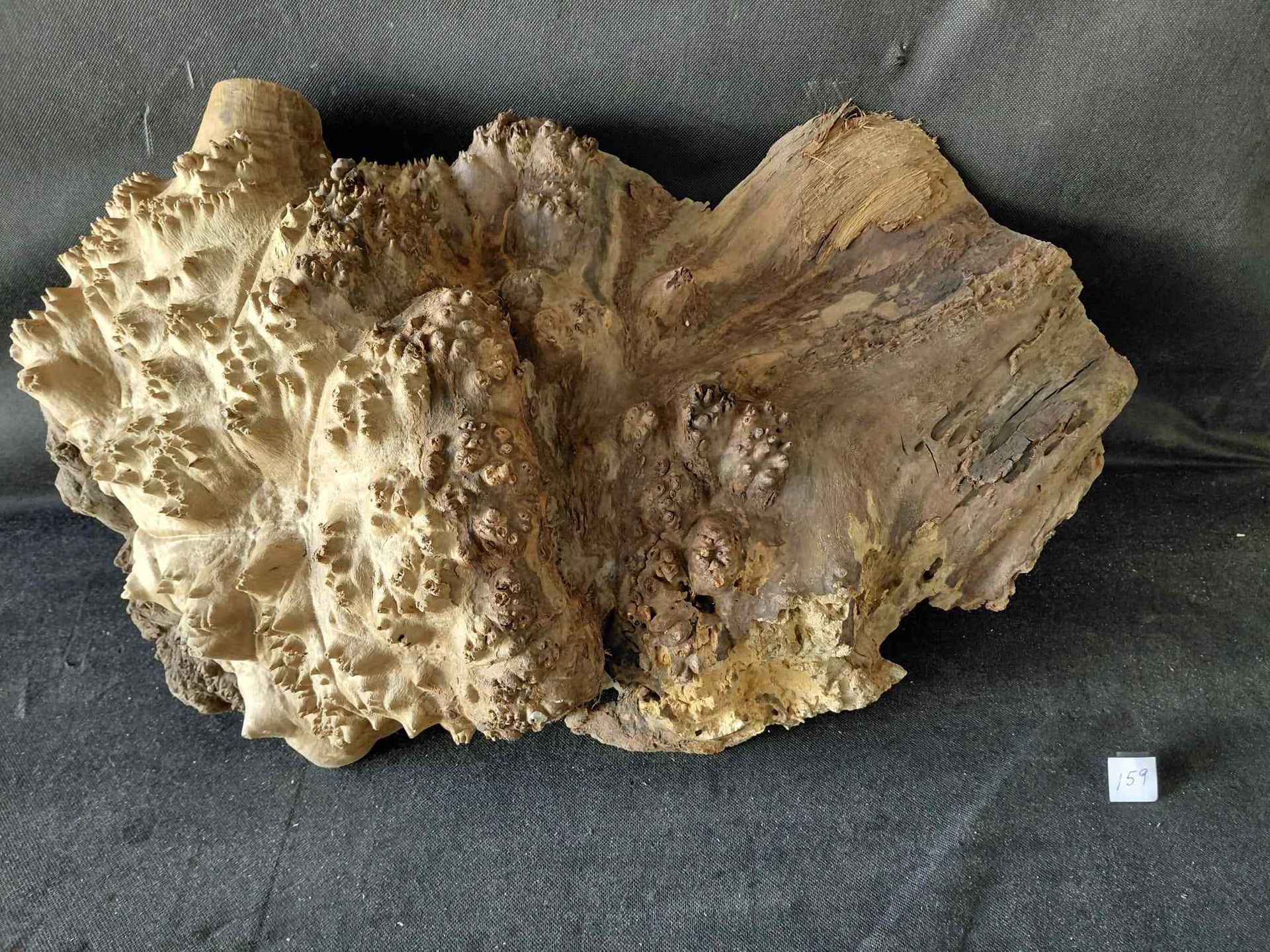 Walnut Burl Cap 
26