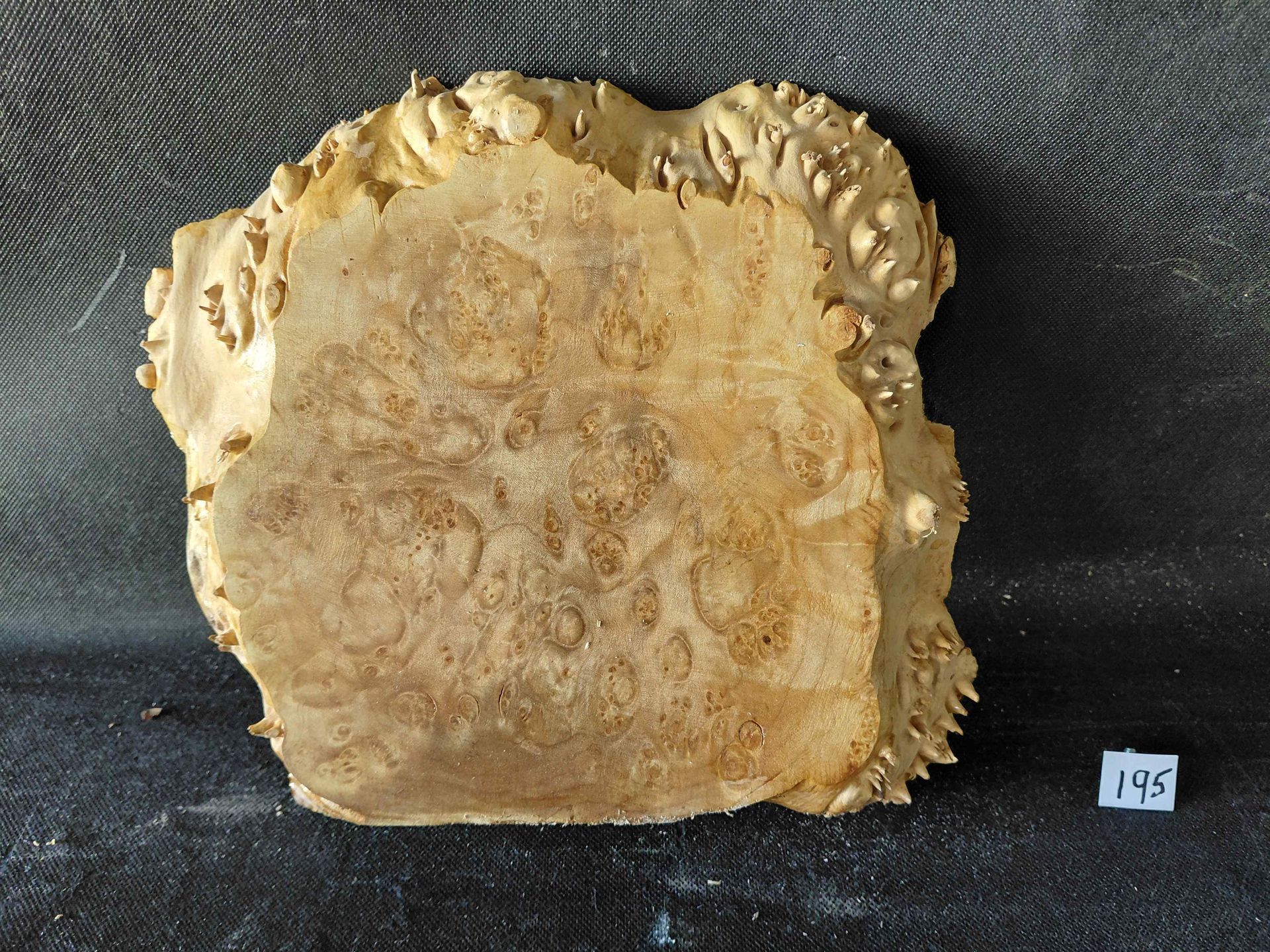 Maple Burl Slab Live Edge Roughly Planed 
10