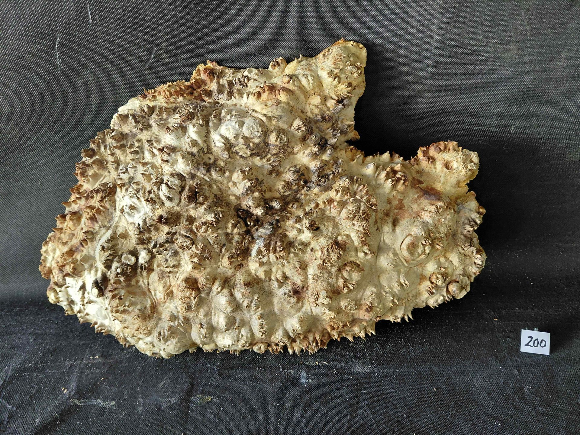 Maple Burl Cap Roughly Planed 
18