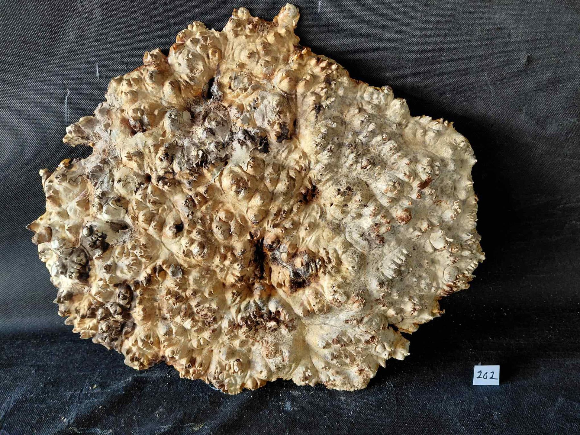 Maple Burl Cap Roughly Planed 
18