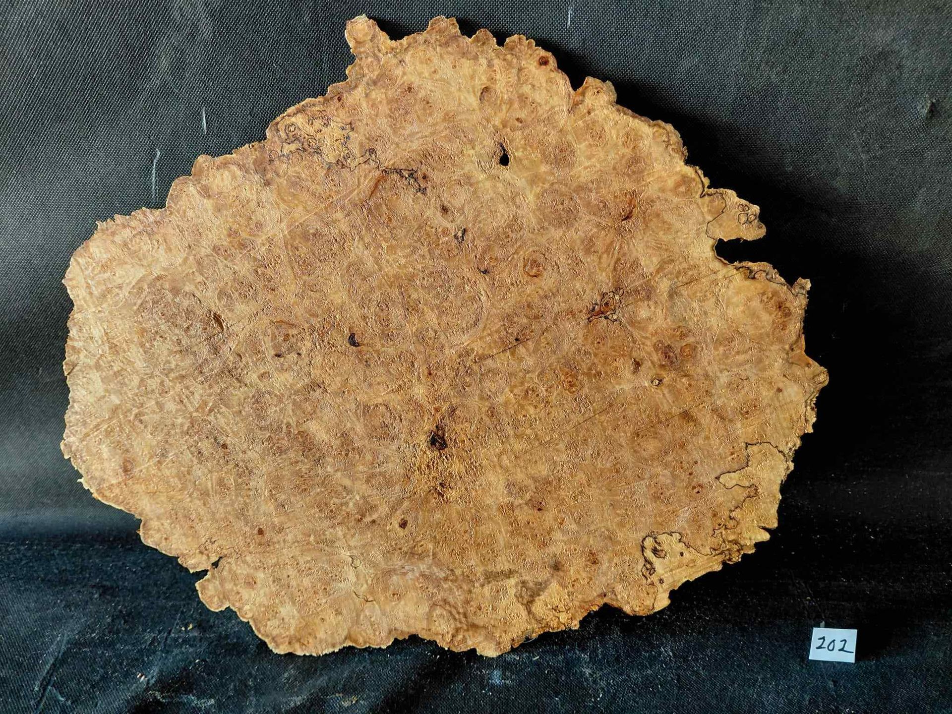 Maple Burl Cap Roughly Planed 
18