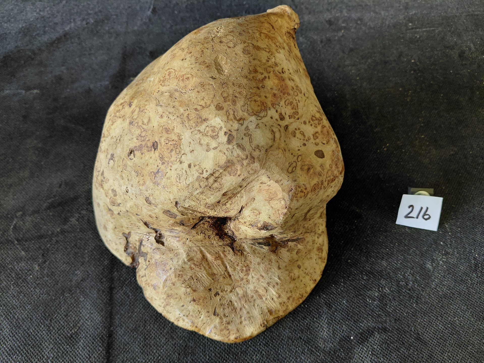 Shlai Burl 
7