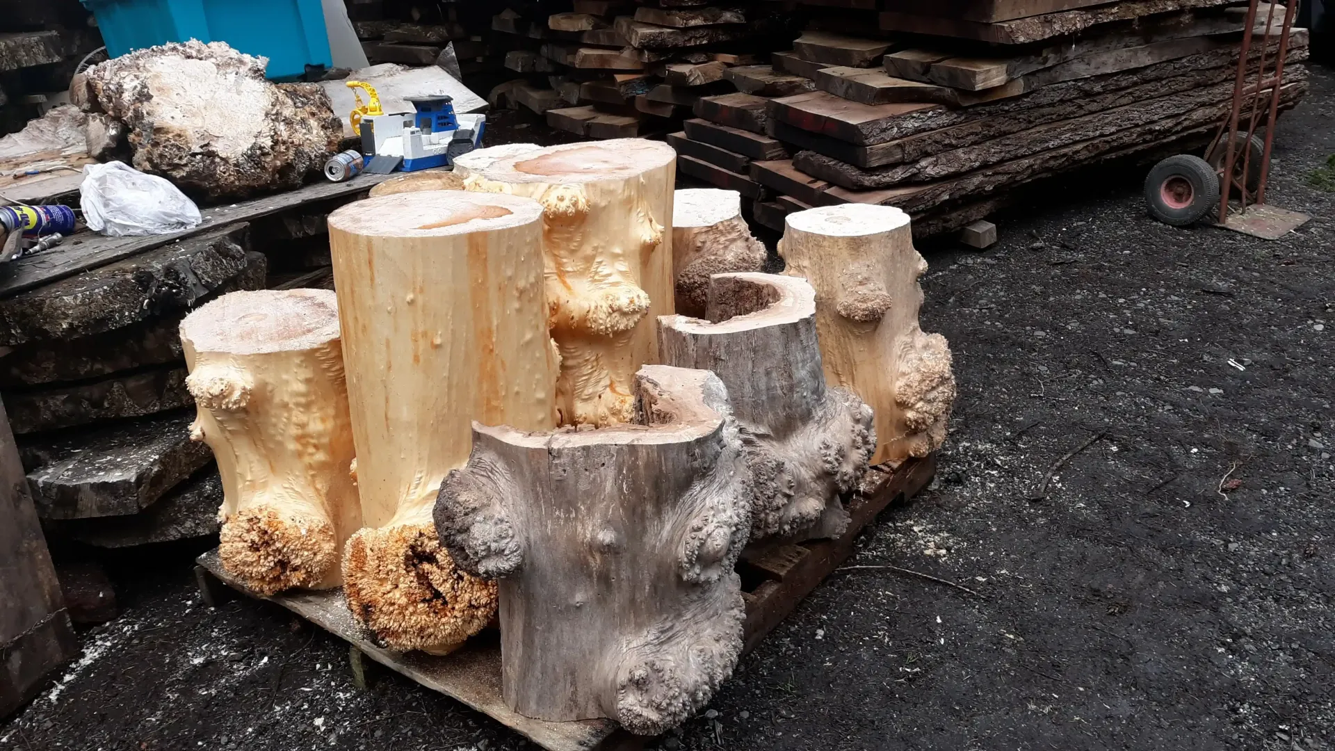 Various stumps of exotic wood imported by Camwood