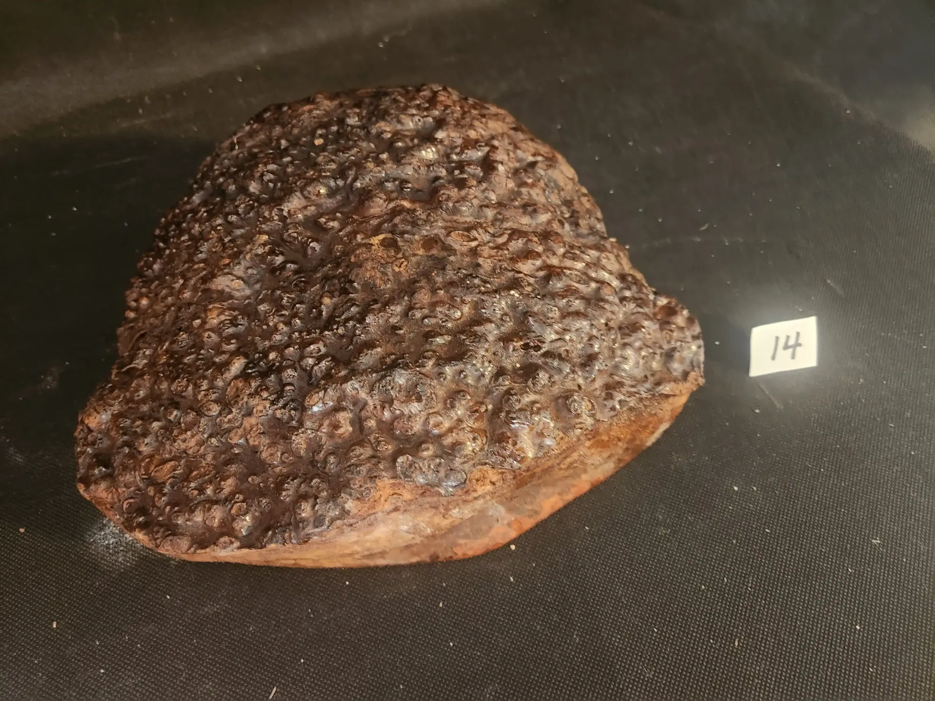 Amboyna Burl Cap - Slight Checks 
10