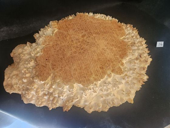 Live Edge Maple Spalted Burl
Top:
16