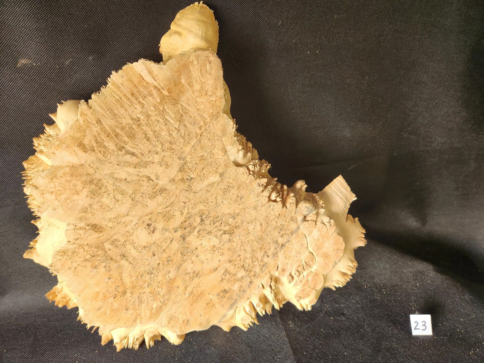 Maple Burl - Live Edge
15