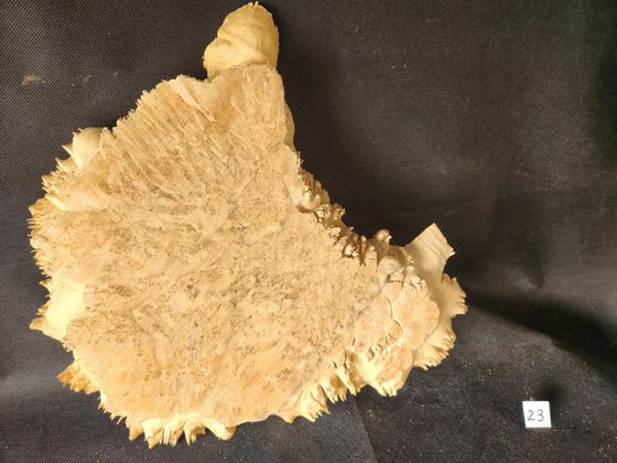 Maple Burl - Live Edge
15