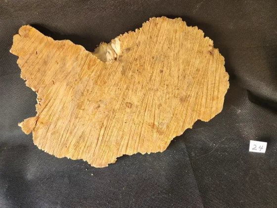Maple Burl - Live Edge 
17