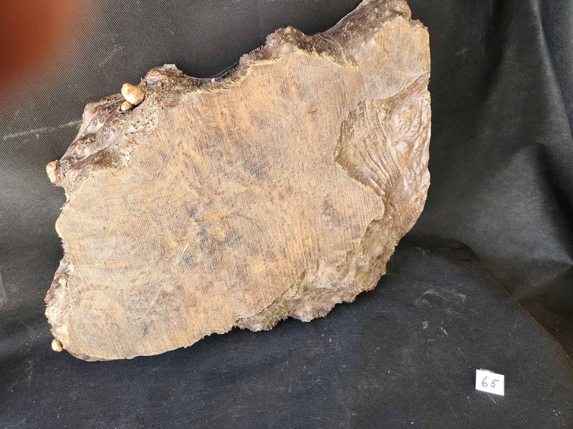 Myrtlewood Burl Live Edge 
21