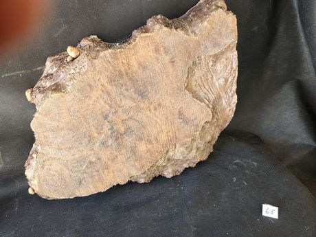 Myrtlewood Burl Live Edge 
21