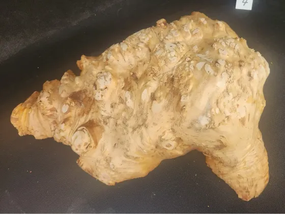 Maple Burl Cap 
14