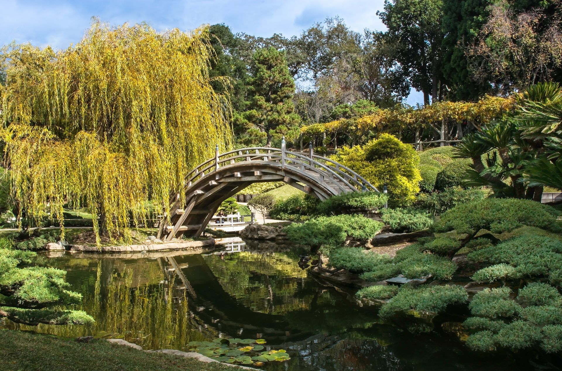 A wooden arched bridge over a calm pond in a Japanese-style garden with a vibrant yellow willow tree.