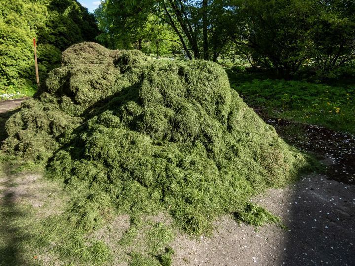 A large pile of green grass is sitting on the side of a road.