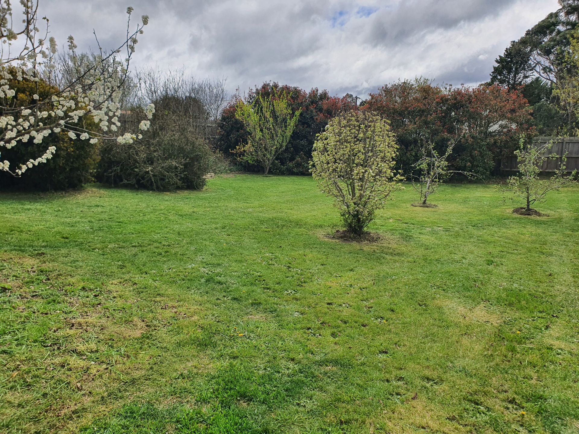 Lush green lawn with small trees and flowering bushes in a backyard under a cloudy sky — JKR Garden Maintenance Services in Ballan, VIC