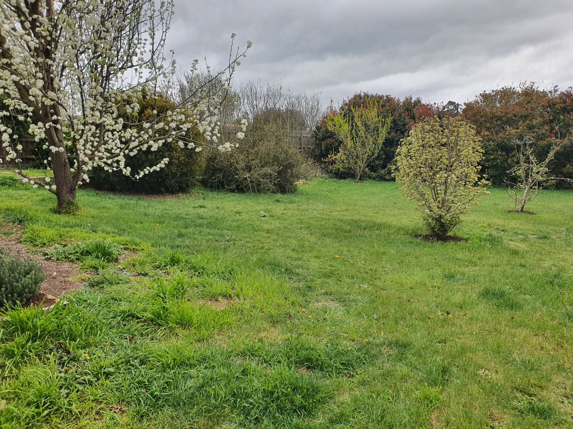 Lush green yard with flowering trees and bushes under a cloudy sky — JKR Garden Maintenance Services in Ballan, VIC