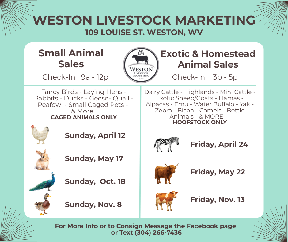 Flyer for Weston Livestock Marketing with animal sale dates, locations, and contact info.