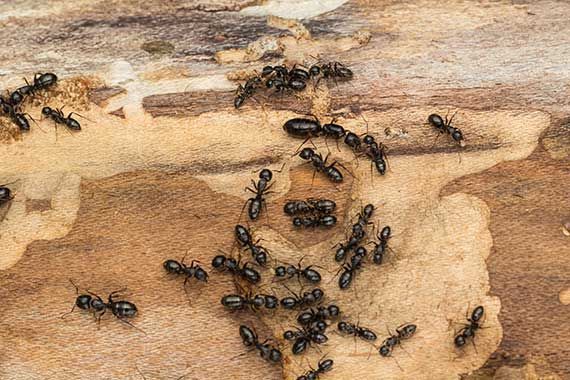 ALTO CONTROL DE PLAGAS - ¿Cómo combatir la infestación de hormigas?