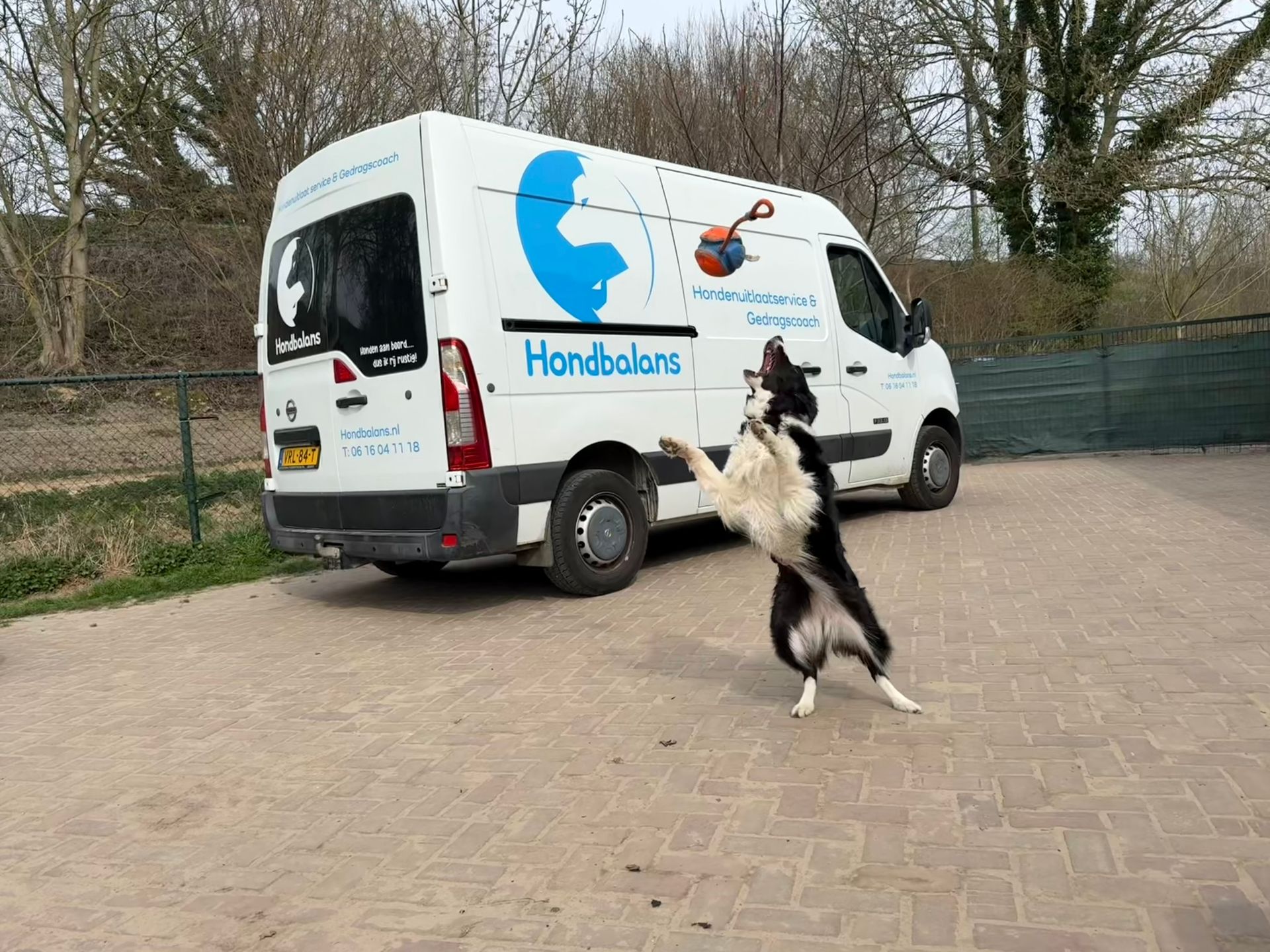 Border Collie Teddy springt enthousiast naar een speeltje voor de professionele hondenuitlaatservice bus van Hondbalans.