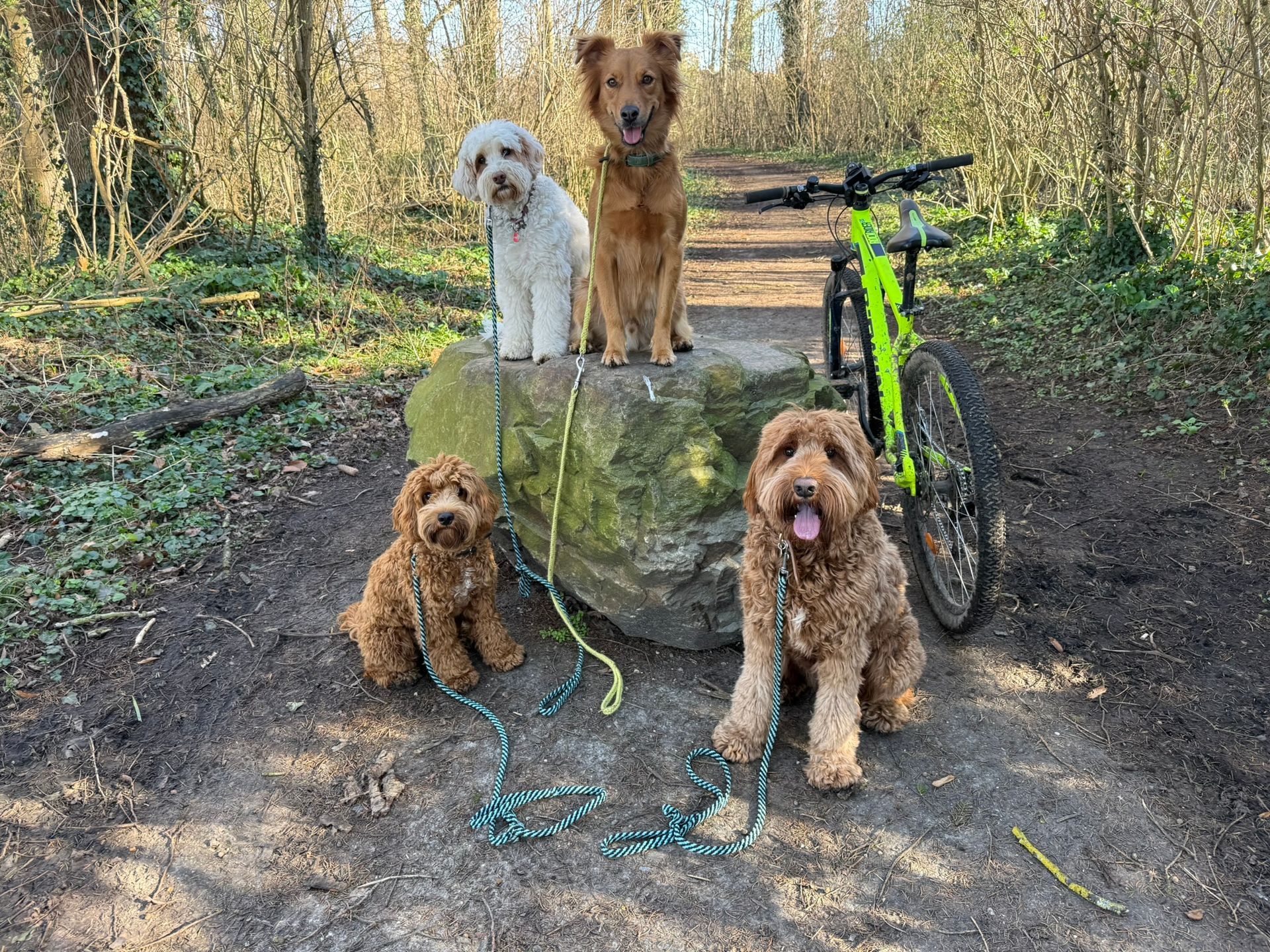 Vier honden zitten rustig geparkeerd op een rots naast een mountainbike tijdens een fietstocht in het bos met Hondbalans.