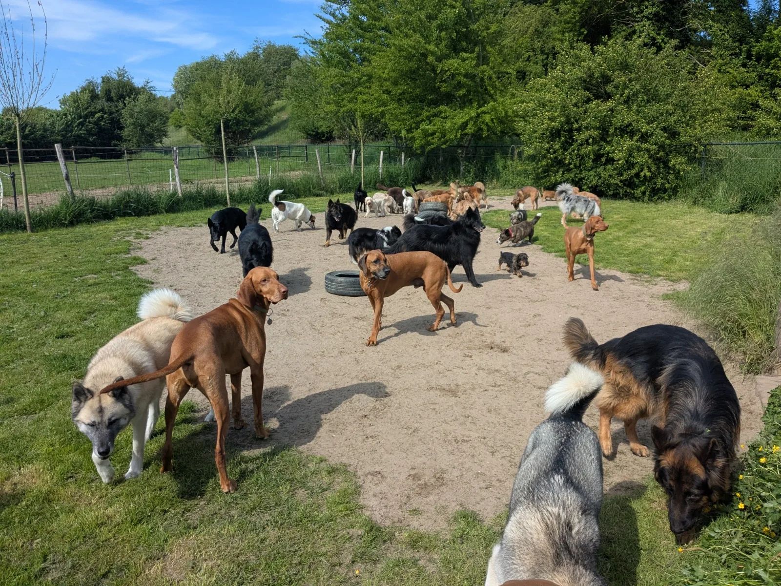Een groep honden van verschillende rassen en kleuren speelt samen in een grasrijk en zanderig park op een zonnige dag.