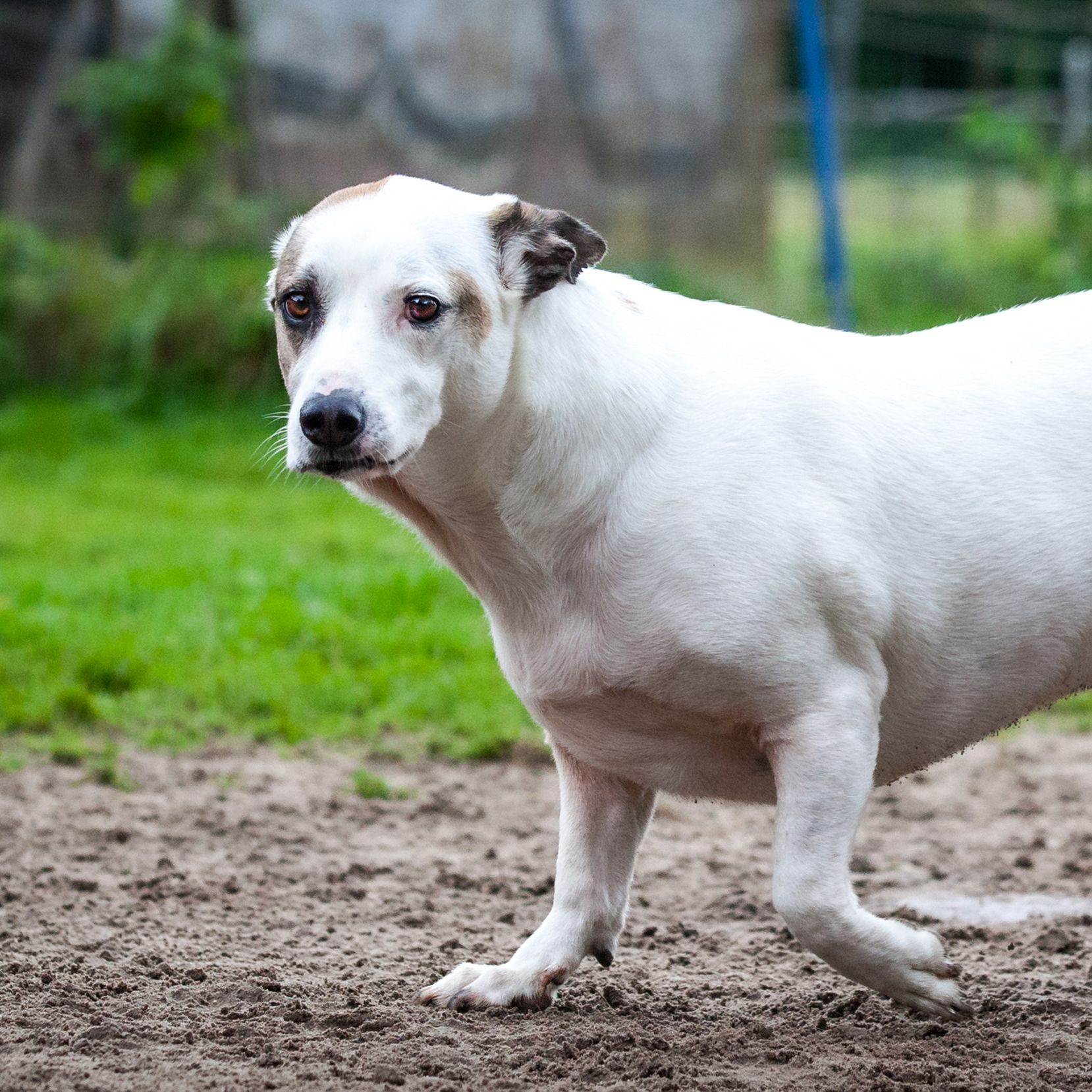 Hond kantelt oren naar achter
