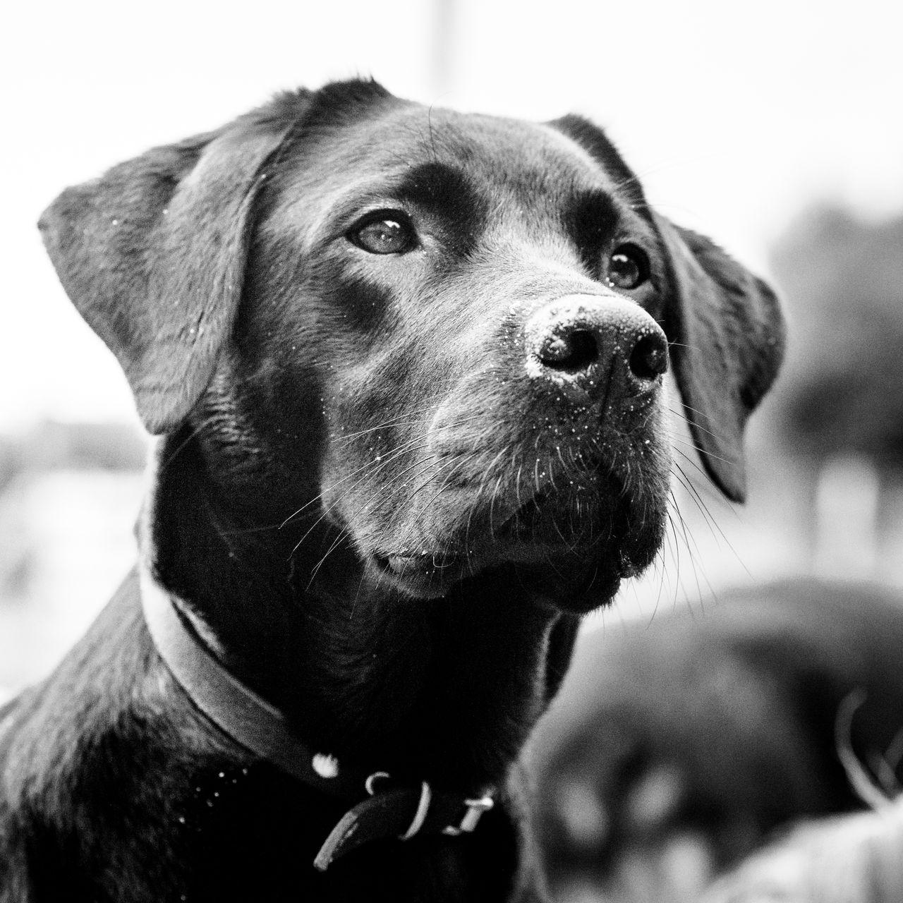 Hond krijgt beloning tijdens klassieke conditionering training